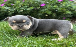 French Bulldog dogs for sale: Harriet - Image 9