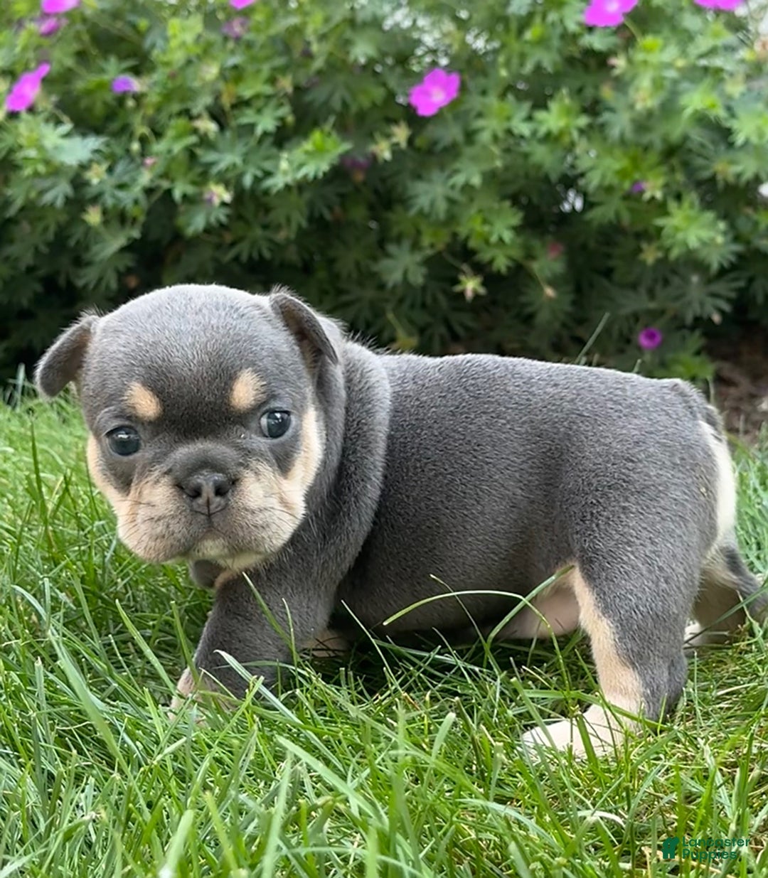 French Bulldog dogs for sale: Harriet - Image 9