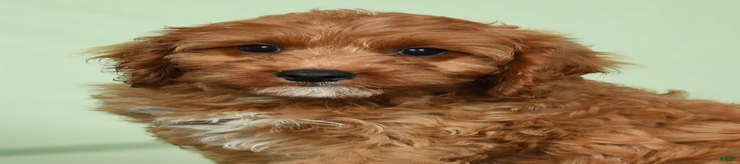 Irresistable