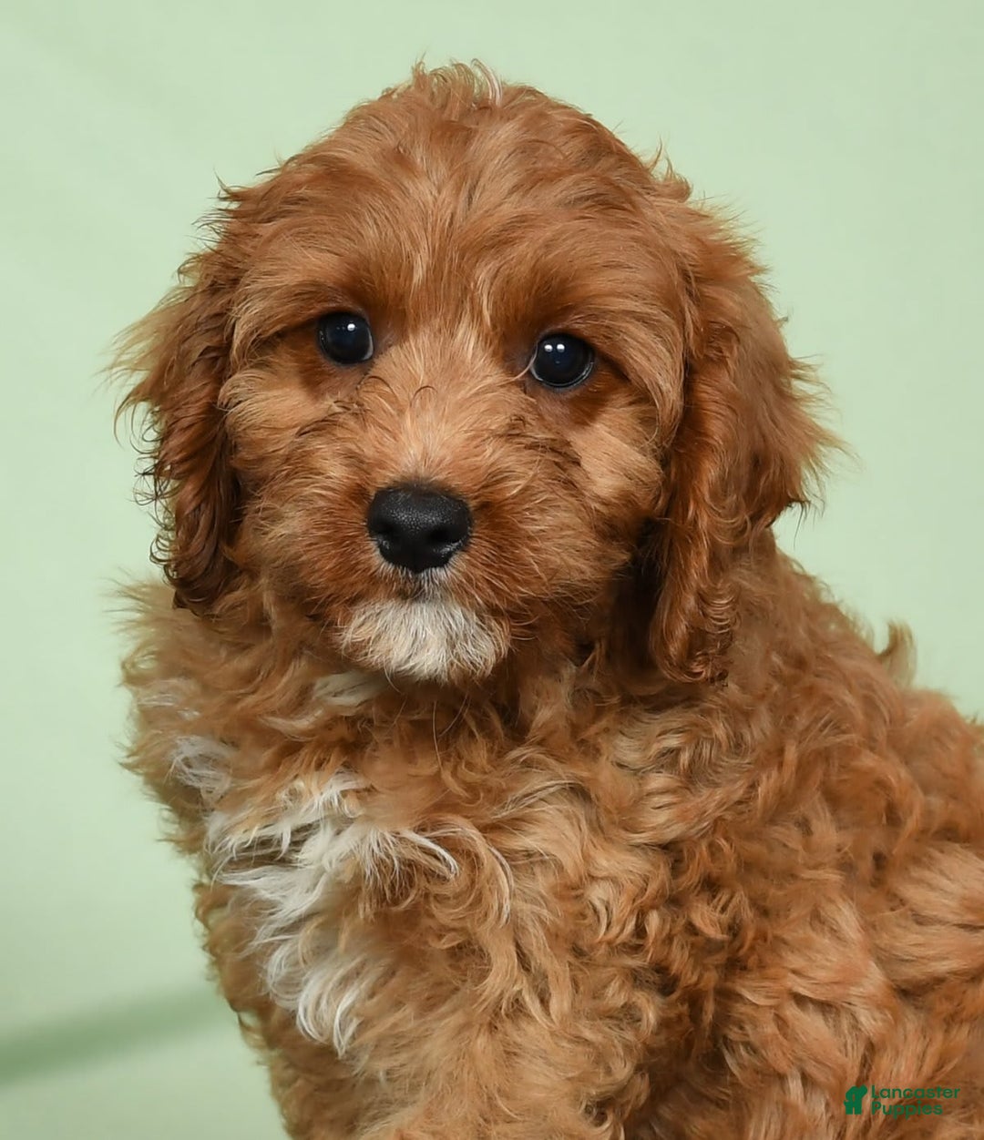 Cavapoo dogs for sale: Irresistable - Image 7