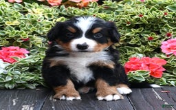 Bernese Mountain Dog dogs for sale: Indigo - Image 3