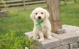 Golden Retriever dogs for sale: Tawny - Image 34
