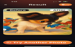 Papillon dogs for sale: Biscuit - Image 3