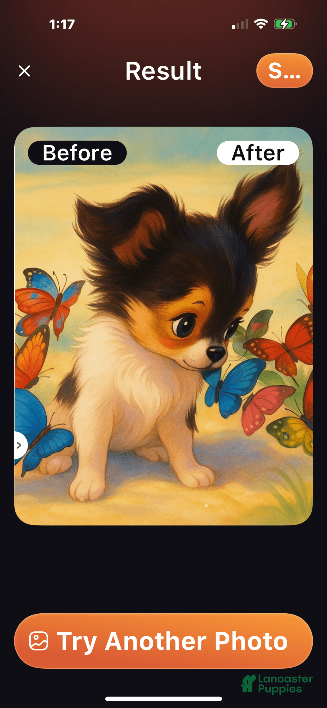 Papillon dogs for sale: Biscuit - Image 3