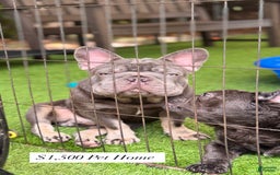 French Bulldog dogs for sale: Louis - Image 1