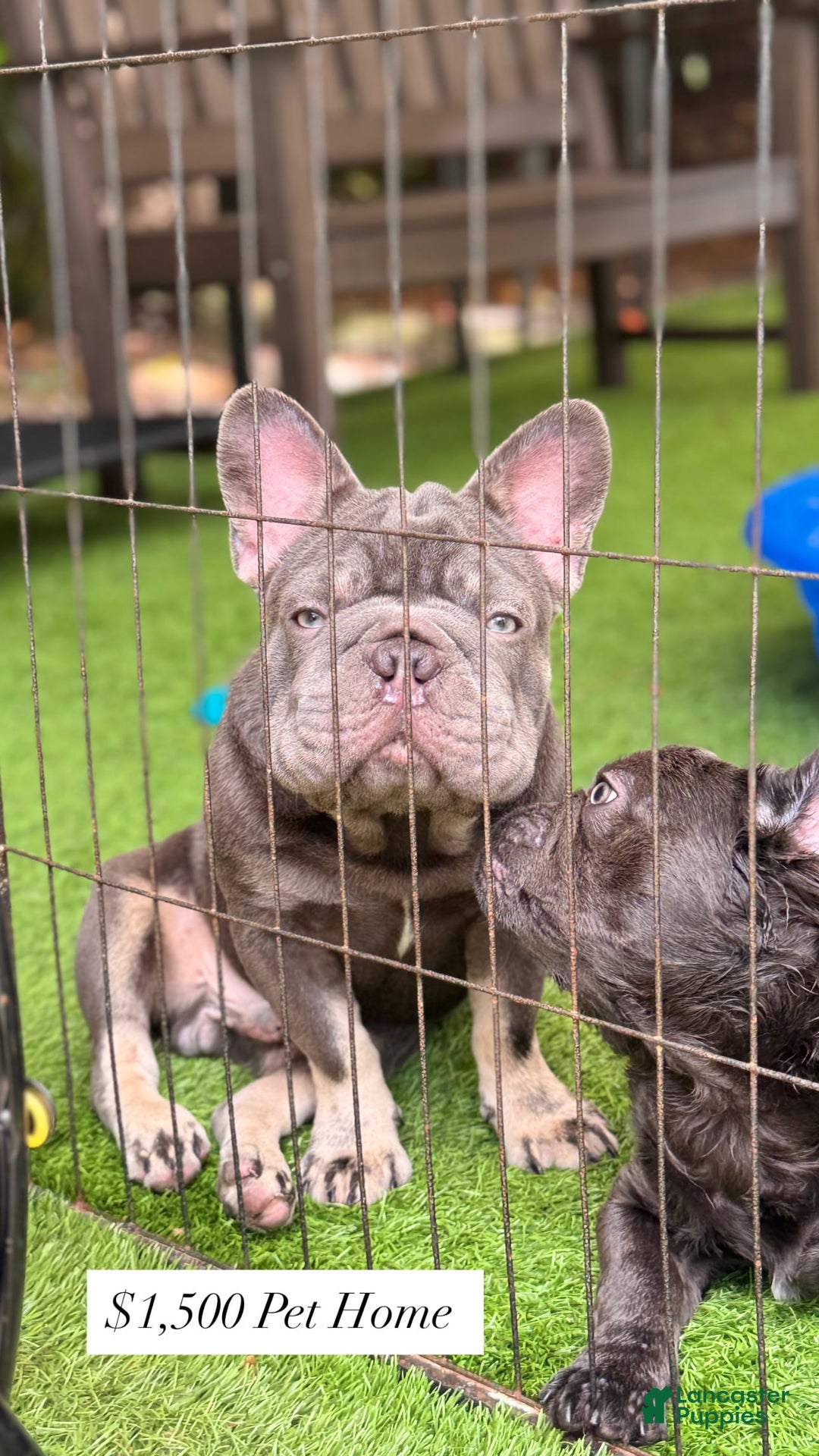 French Bulldog dogs for sale: Louis - Image 1