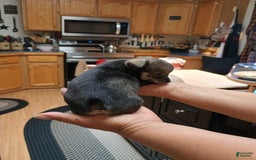 Chihuahua dogs for sale: Chihuahua 4 puppies - Image 17
