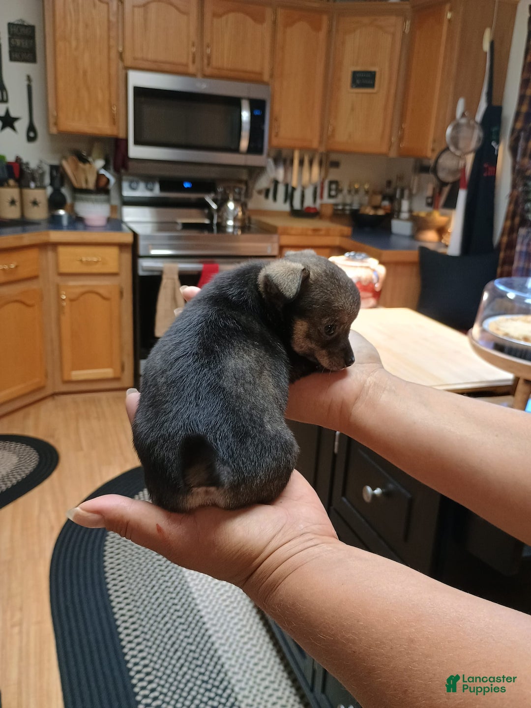 Chihuahua dogs for sale: Chihuahua 4 puppies - Image 17