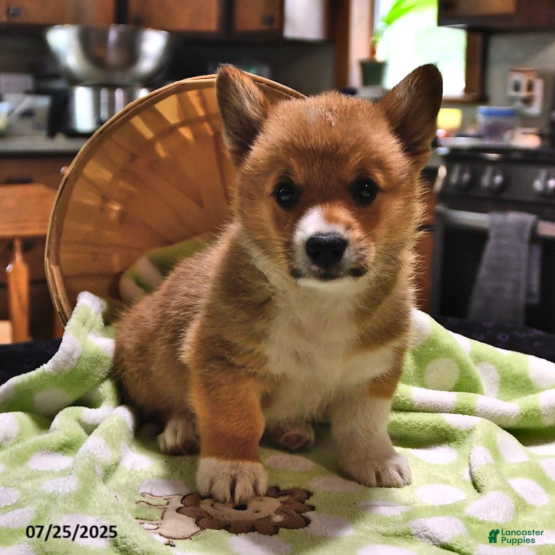 Welsh Corgi Pembroke dogs for sale: Toro - Image 4