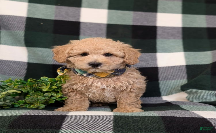 Miniature Poodle dogs for sale - Ad 2