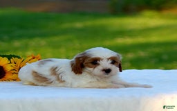 Cavapoo dogs for sale: Max - Image 3