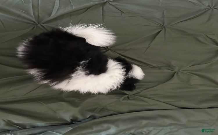 Pomeranian dogs for sale - Ad 3