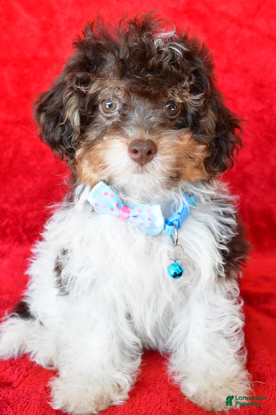 Shihpoo dogs for sale: Tysona - Image 5