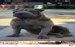 Shar Pei dogs for sale: Crunch - Image 6