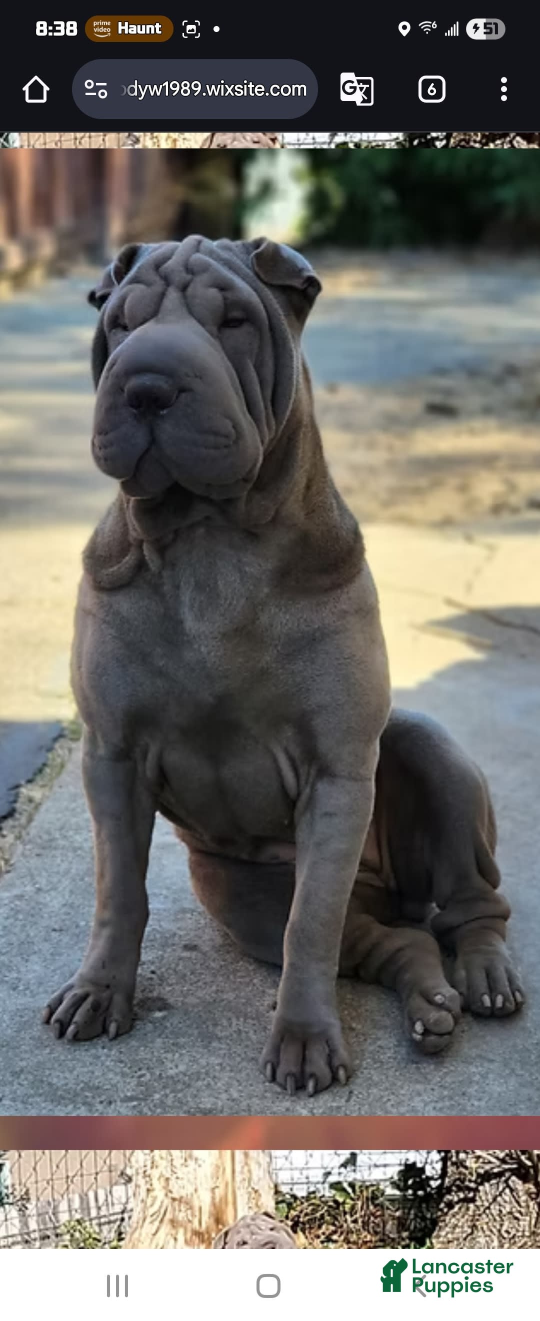 Shar Pei dogs for sale: Crunch - Image 6