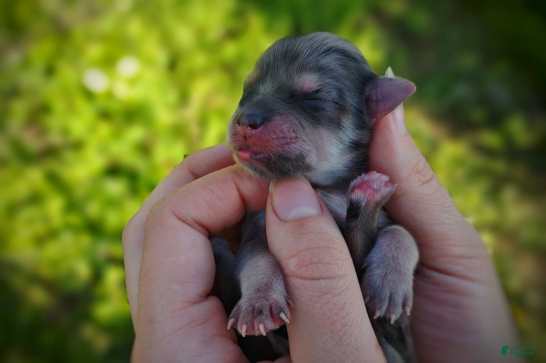 Morkie dogs for sale: Rare Merle Butterfly - Image 7