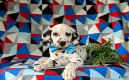 Dalmatian dogs for sale: Lazarus - Image 6