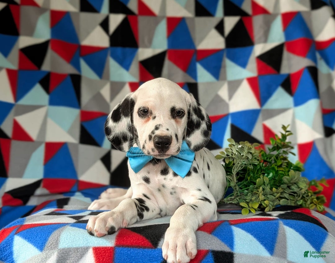 Dalmatian dogs for sale: Lazarus - Image 6