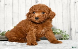 Miniature Poodle dogs for sale: Zeke - Image 5