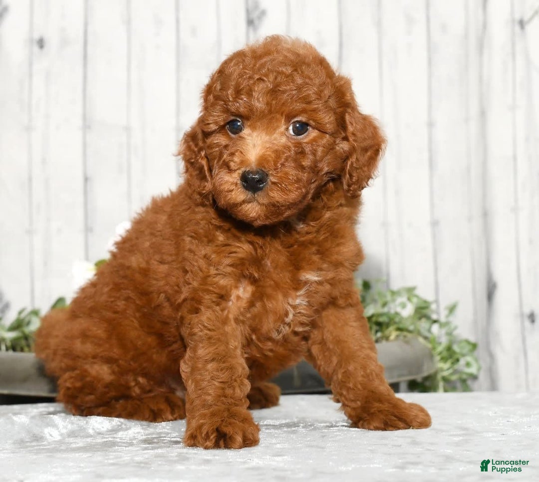 Miniature Poodle dogs for sale: Zeke - Image 5