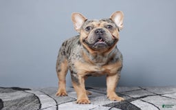 French Bulldog dogs for sale: Garth - Image 13
