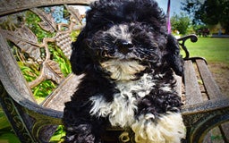 Havapoo dogs for sale: Echo - Image 11