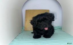 Yorkshire Terrier dogs for sale: Zuri - Image 8
