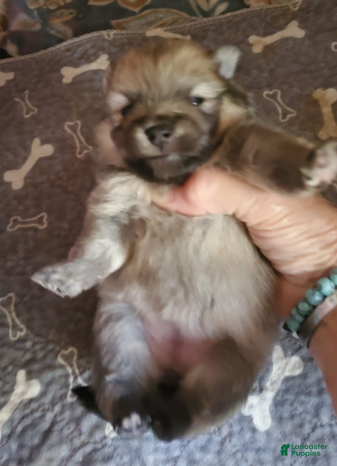 Pomeranian dogs for sale: Little Bit - Image 4