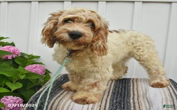 Cockapoo dogs for sale: Frisky - Image 3