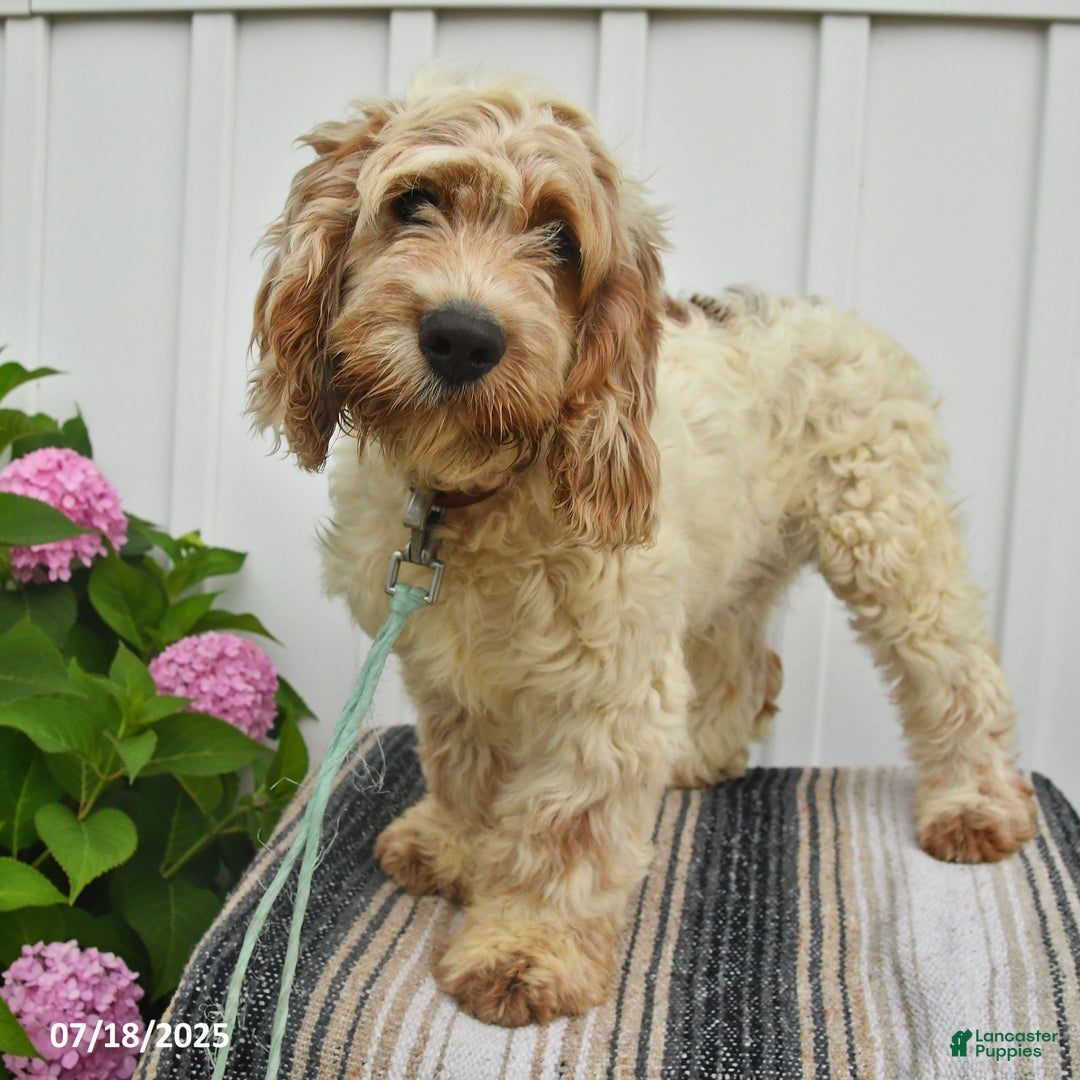 Cockapoo dogs for sale: Frisky - Image 3