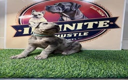Cane Corso dogs for sale: Cane Corso 5 puppies - Image 4