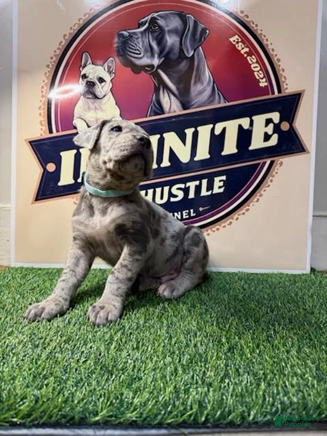 Cane Corso dogs for sale: Cane Corso 5 puppies - Image 4