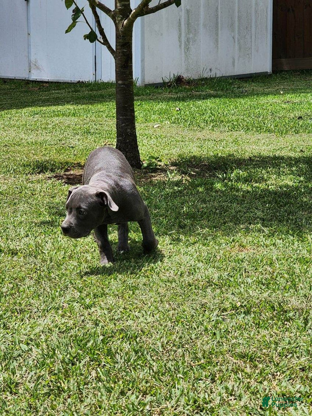American Bully dogs for sale: Razor Edge Pup - Image 1