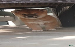 Shiba Inu dogs for sale: Daisy - Image 5
