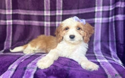 Cavapoo dogs for sale: Sophie - Image 1