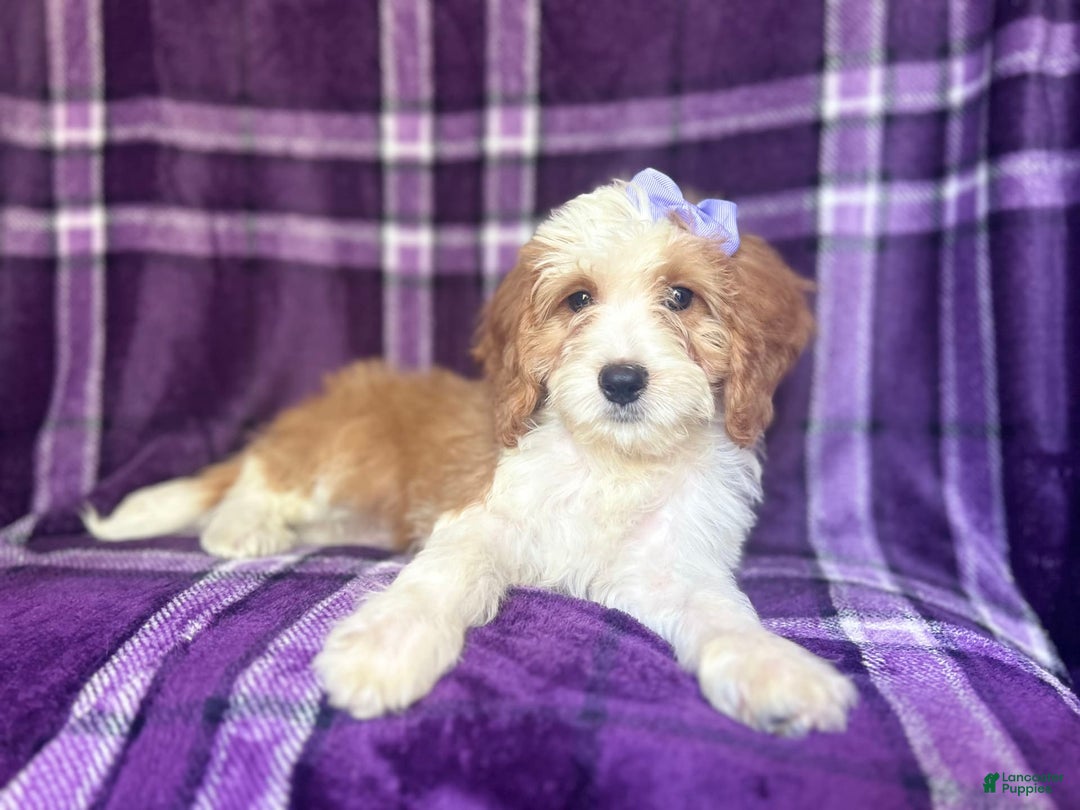 Cavapoo dogs for sale: Sophie - Image 1