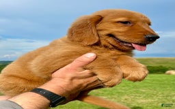 Golden Retriever dogs for sale: Clifford - Image 2