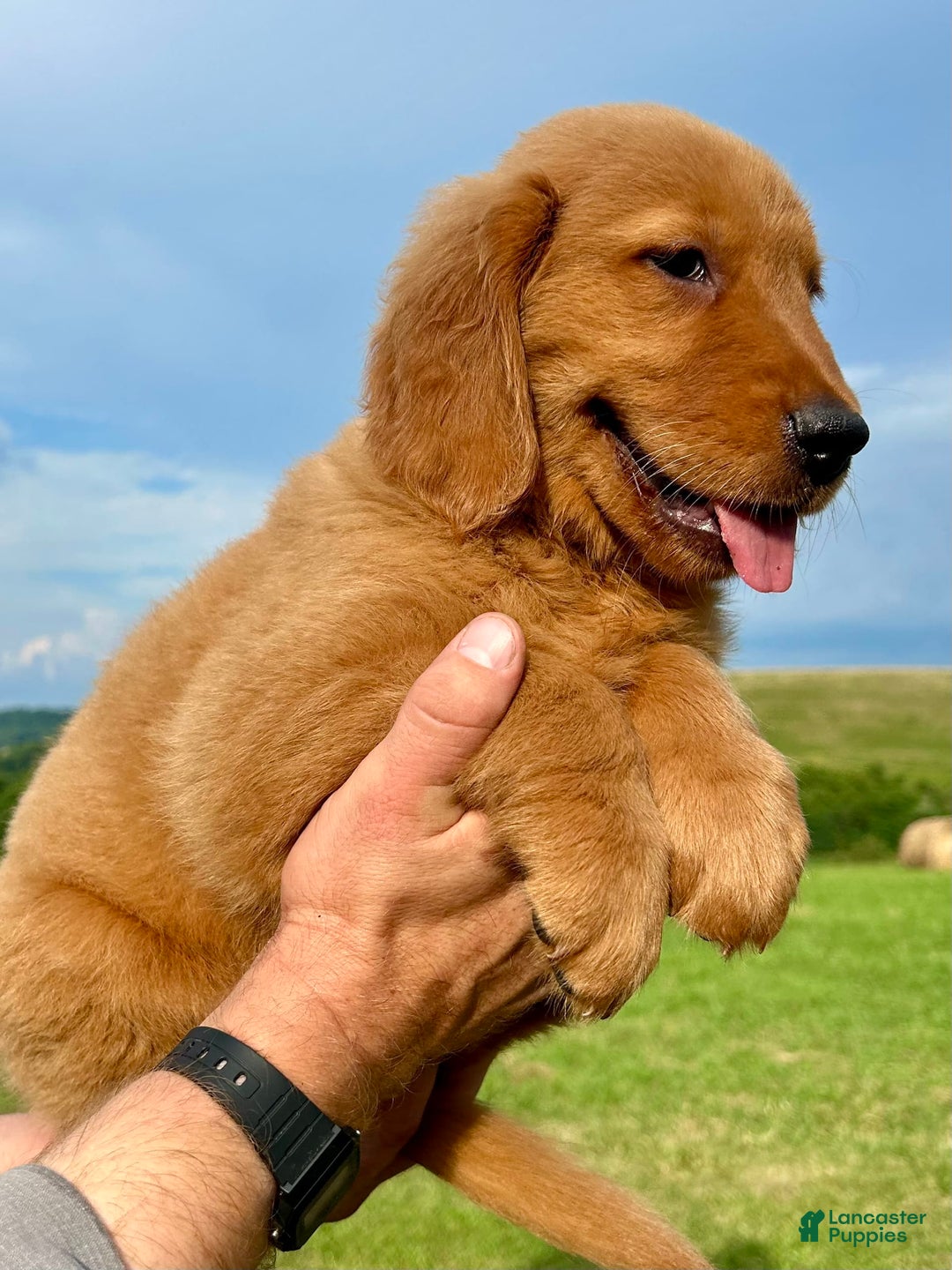 Golden Retriever dogs for sale: Clifford - Image 2