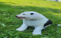 Standard Poodle dogs for sale: Alpine - Image 4