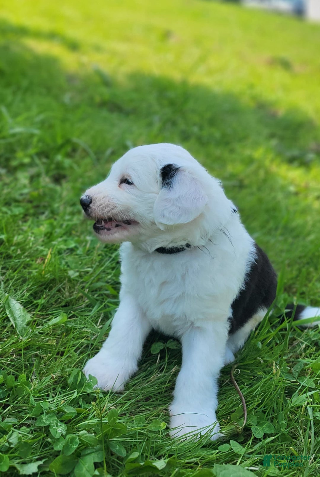 Standard Poodle dogs for sale: Alpine - Image 4