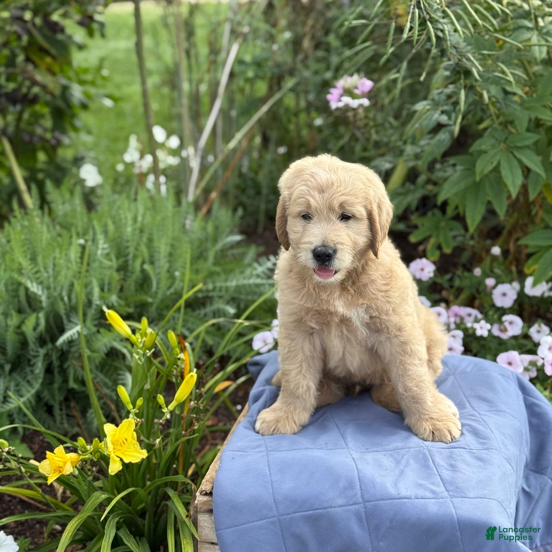 Goldendoodle dogs for sale: Justen - Image 9