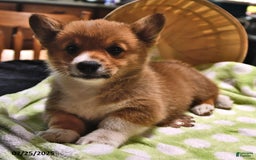 Welsh Corgi Pembroke dogs for sale: Toro - Image 2
