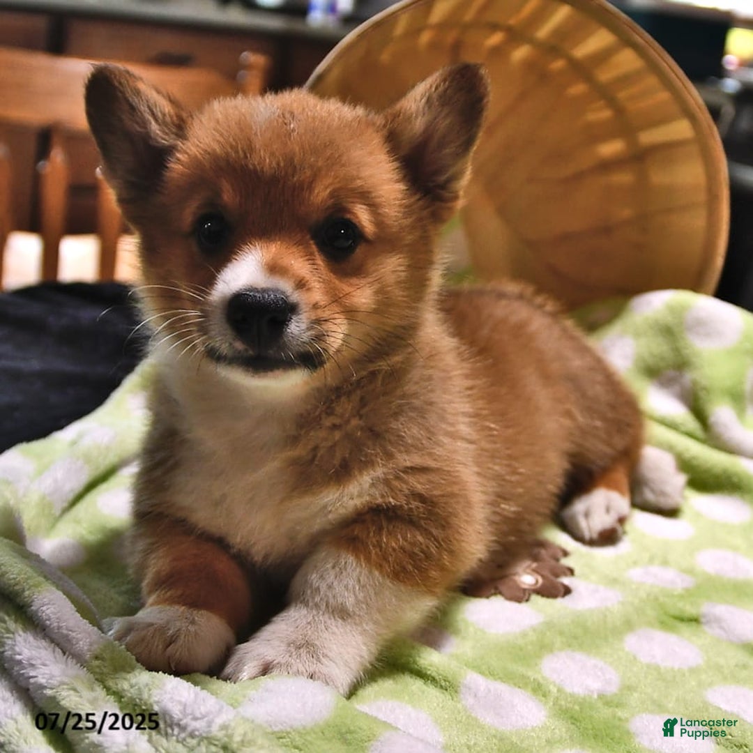 Welsh Corgi Pembroke dogs for sale: Toro - Image 2