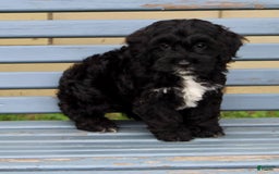 Cockapoo dogs for sale: Coco - Image 2