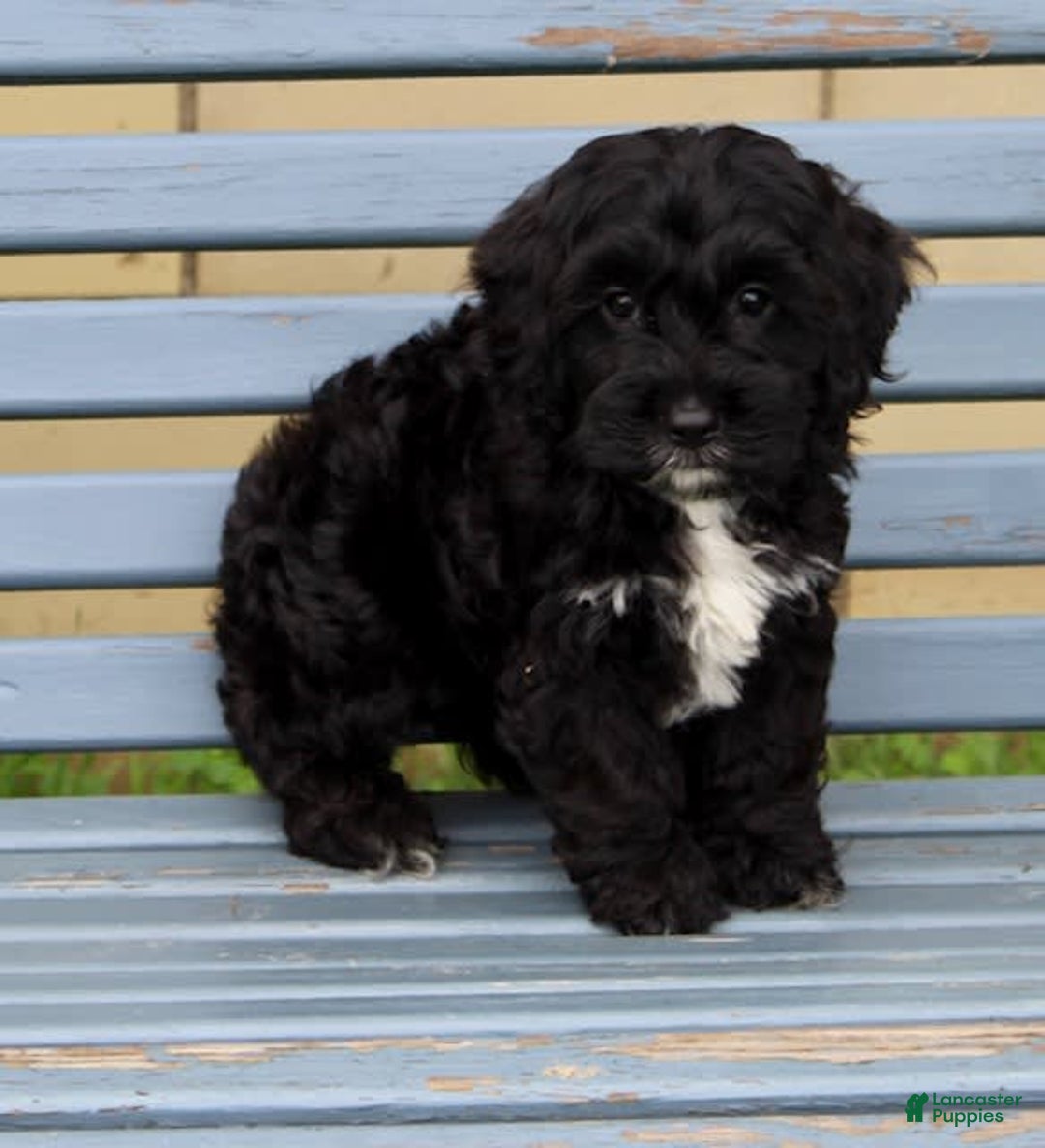 Cockapoo dogs for sale: Coco - Image 2