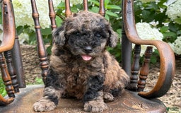 Goldendoodle dogs for sale: Buddy - Image 3