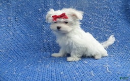 Maltese dogs for sale: Snowy - Image 1