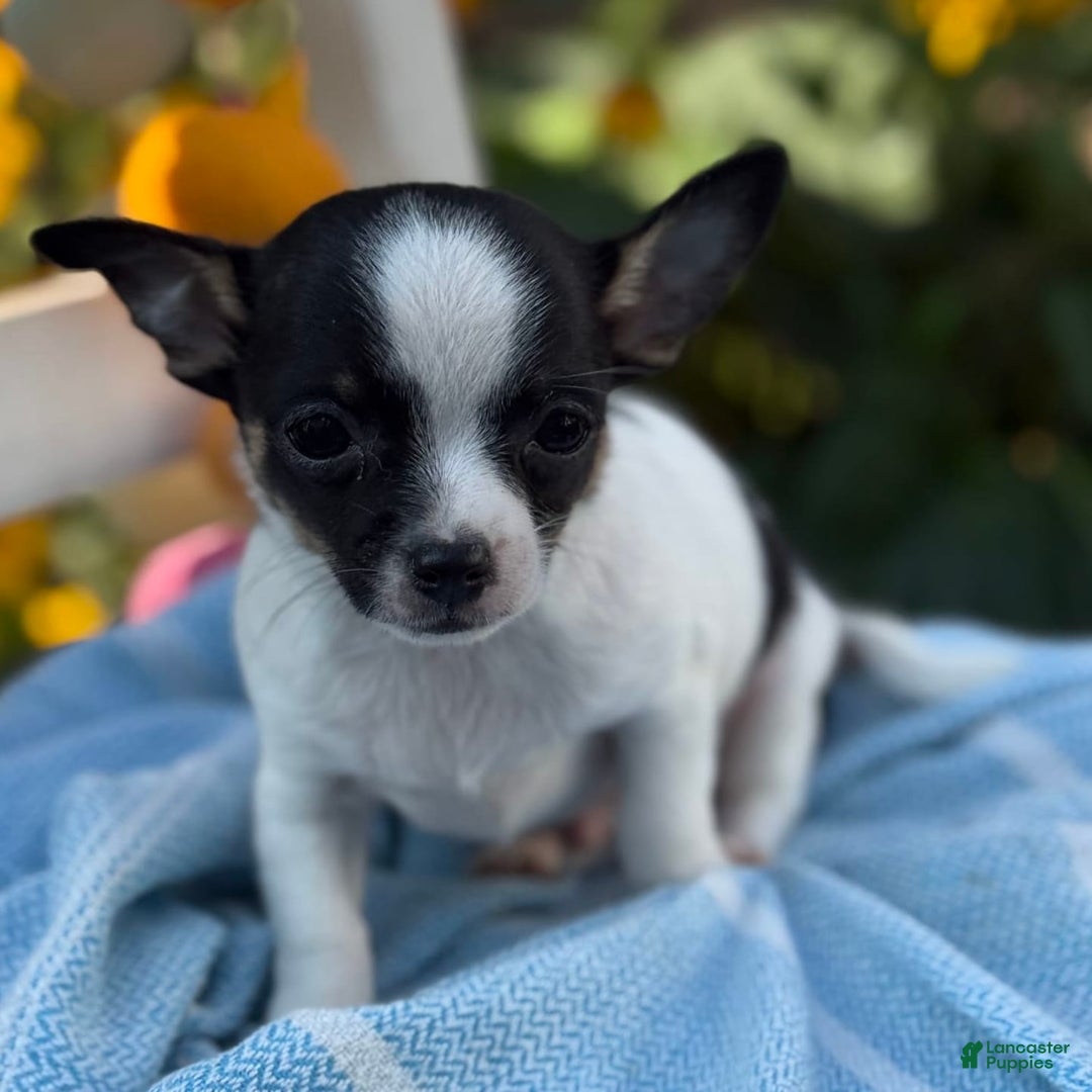 Chihuahua dogs for sale: Chihuahua 3 puppies - Image 1