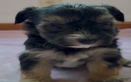 Yorkshire Terrier dogs for sale: Dyna - Image 1