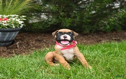 Boxer dogs for sale: Hazel - Image 4